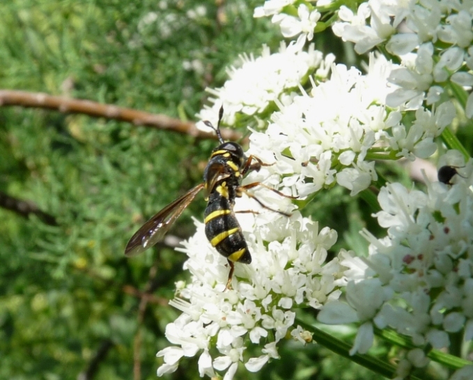 Ceriana vespiformis